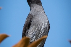 Aves-de-Chingaza