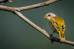 Aves-de-la-Vega