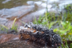 Oruga de páramo