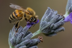 Abeja-polinizando
