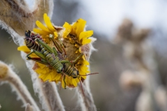 Amor-en-la-flor-de-un-frailejon