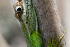 Camaleon-de-paramo-Anolis-heterodermus