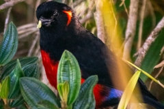 Clarinero-Anisognatus-igniventris