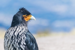 Curiquingue-Phalcoboenus-carunculatus