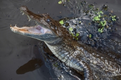 Cocodrilo en el Amazonas