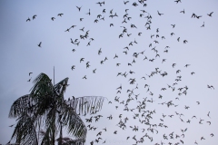 Loros en leticia, volviendo a sus nidos