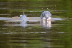 Delfines en el río Amazonas