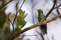 Colibrí en los cerros