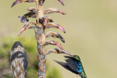 Colibrí aliazul
