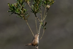 Troglodytes aedon