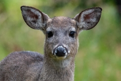 Venado de cola blanca