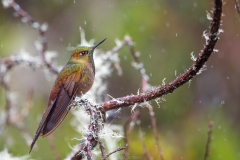 Colibrí en el páramo