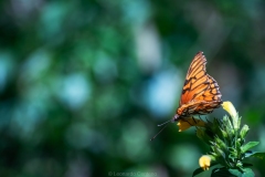 Mariposa