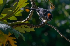 Gorrion-Montes-Atlapetes-schistaceus
