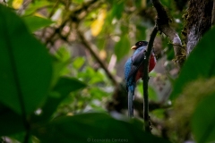 I-got-you-trogon-collaris