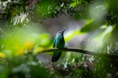 Jardin-del-Eden-Colibri-coruscans