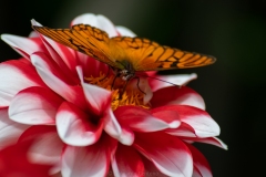 Mariposas-en-los-cerros