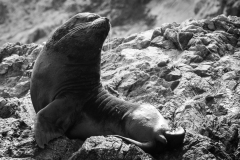 Sealion