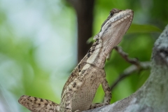 Sin Milagros - Lagarto Jesucristo