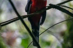 Soledad-trogon-collaris