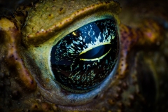 The-universe-in-a-toad-eye