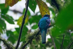 Trogon-collaris