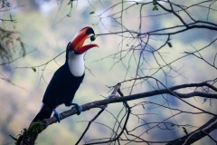 Tucan-en-Iguazu