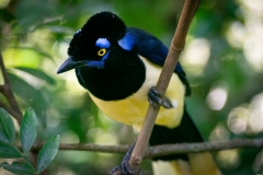 Urraca-Comun-Cyanocorax-chrysops