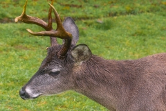 Venado-de-cola-blanca-en-Chingaza