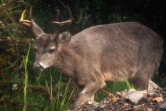 Venado-de-cola-blanca