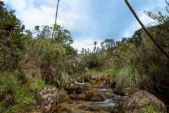 Paramo-de-Chingaza