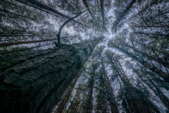 Bosque-de-pinos