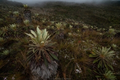 Frailejones en los cerros