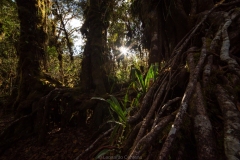 Bosque alto andino de Chingaza