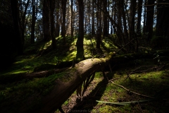 Luz-del-bosque