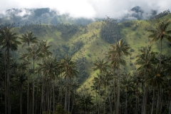 Toche - Tolima