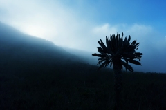 Niebla