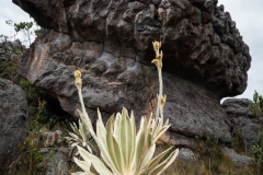 Piedras-en-Moyas
