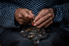 Alimentando-el-futuro